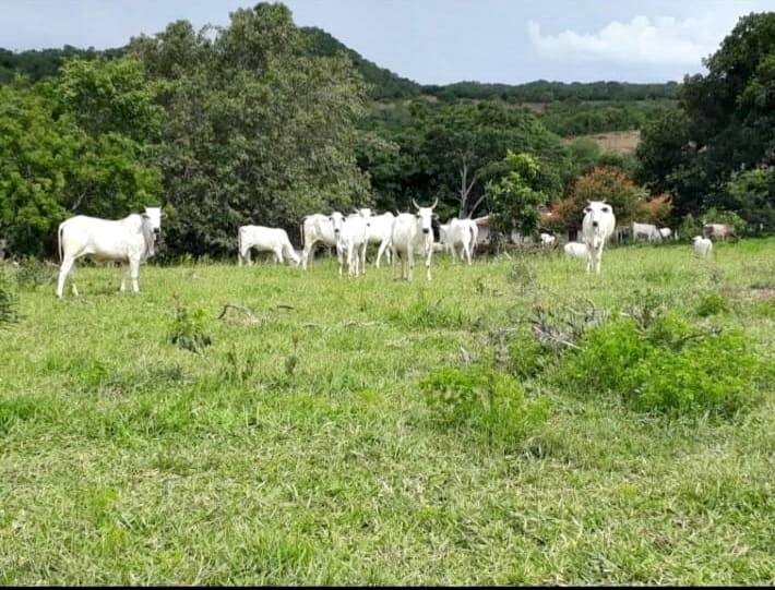 Terreno à venda, 61m² - Foto 1