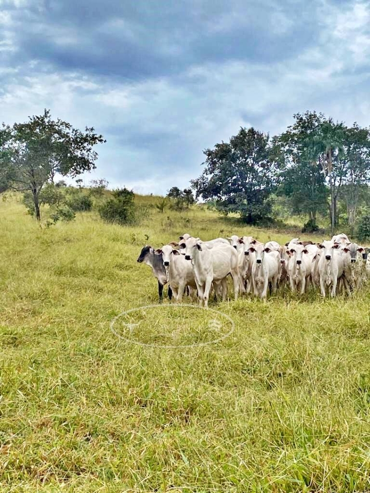 Terreno à venda, 65m² - Foto 3