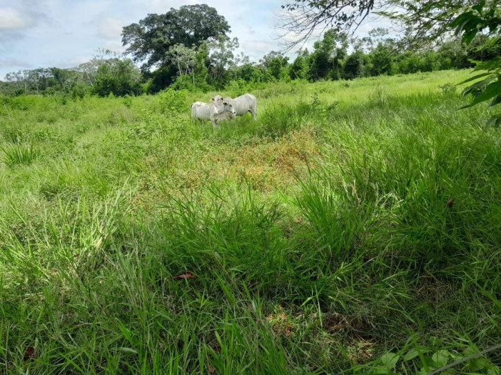 Terreno à venda, 5m² - Foto 4