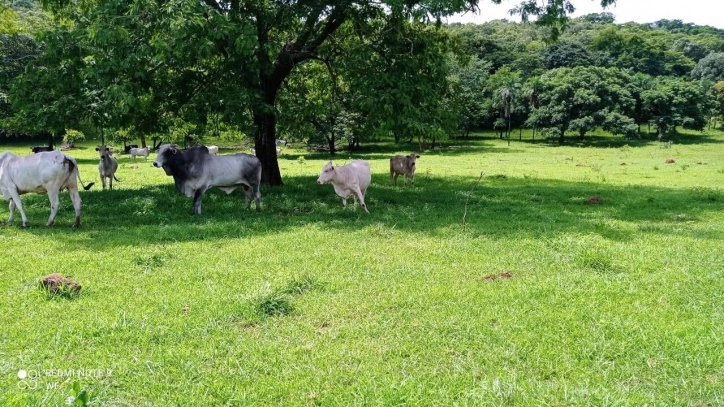 Terreno à venda, 80m² - Foto 4