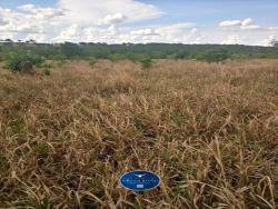 #1446 - Fazenda para Venda em Nova Xavantina - MT