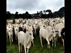 #1662 - Fazenda para Venda em Rondonópolis - MT