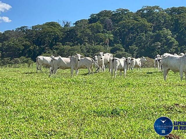 #2993 - Fazenda para Venda em Nazário - GO