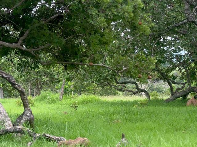 #3025 - Fazenda para Venda em Torixoréu - MT