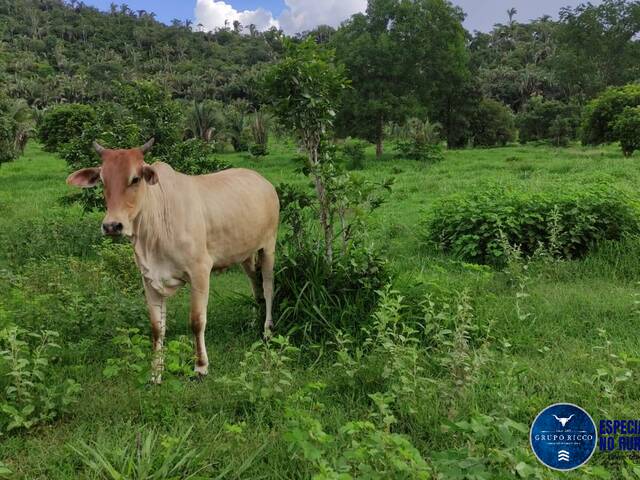 #3039 - Fazenda para Venda em Jussara - GO