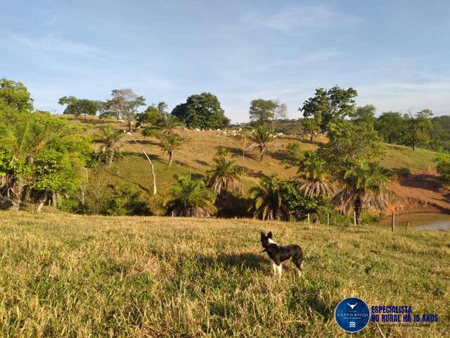 #3046 - Fazenda para Venda em Cromínia - GO