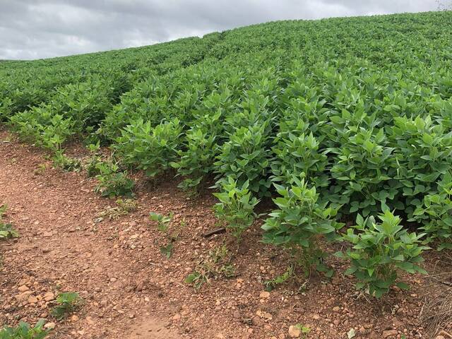 #1129 - Fazenda para Venda em São Luís de Montes Belos - GO