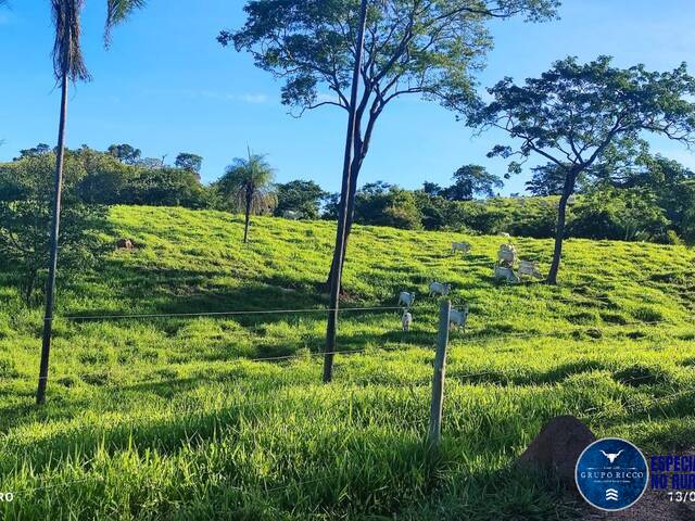 #3051 - Fazenda para Venda em Padre Bernardo - GO