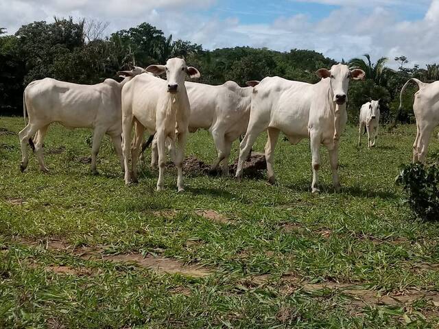 #1099 - Fazenda para Venda em Montes Claros de Goiás - GO