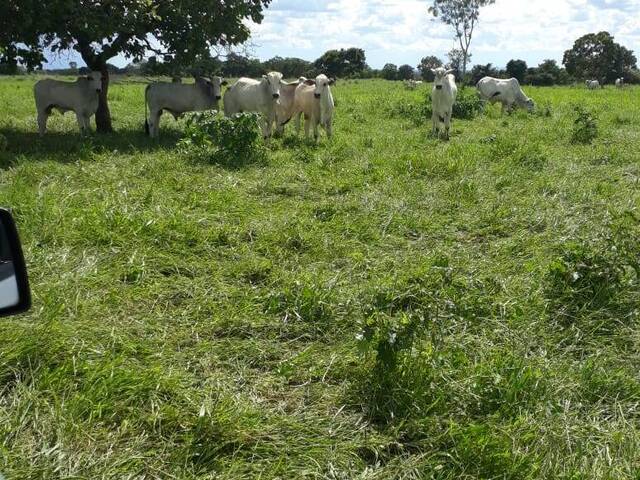 #1100 - Fazenda para Venda em Porangatu - GO