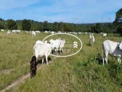 #2090 - Fazenda para Venda em Torixoréu - MT