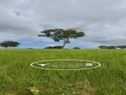 #2097 - Fazenda para Venda em Torixoréu - MT