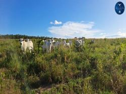 #2359 - Fazenda para Venda em Nova Xavantina - MT