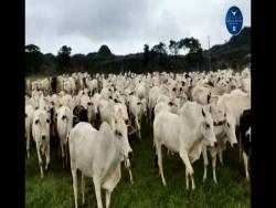 #2362 - Fazenda para Venda em Rondonópolis - MT