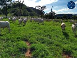 #2362 - Fazenda para Venda em Rondonópolis - MT