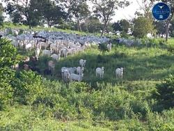 #2362 - Fazenda para Venda em Rondonópolis - MT