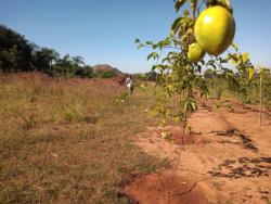 #2408 - Fazenda para Venda em Mineiros - GO