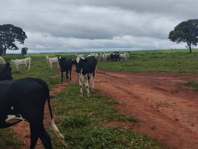 #2614 - Fazenda para Venda em Bom Jardim de Goiás - GO