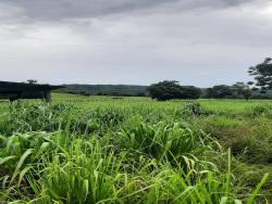 #2682 - Fazenda para Venda em Montes Claros de Goiás - GO