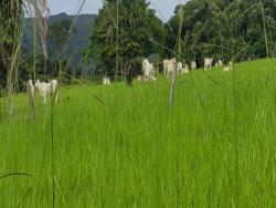 #2683 - Fazenda para Venda em Palmeiras de Goiás - GO