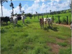 #2718 - Fazenda para Venda em Confresa - MT