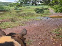 #2751 - Fazenda para Venda em Montes Claros de Goiás - GO