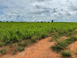 #2787 - Fazenda para Venda em Nova Xavantina - MT