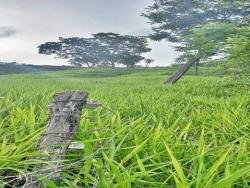 Venda em zona rural - Bom Jardim de Goiás