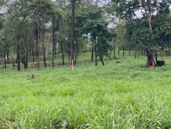 Venda em Zona rural - Uruaçu