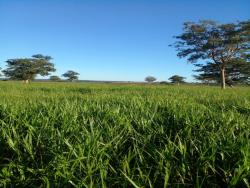 #2882 - Fazenda para Venda em Bom Jardim de Goiás - GO