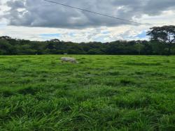 #2919 - Fazenda para Venda em Pirenópolis - GO