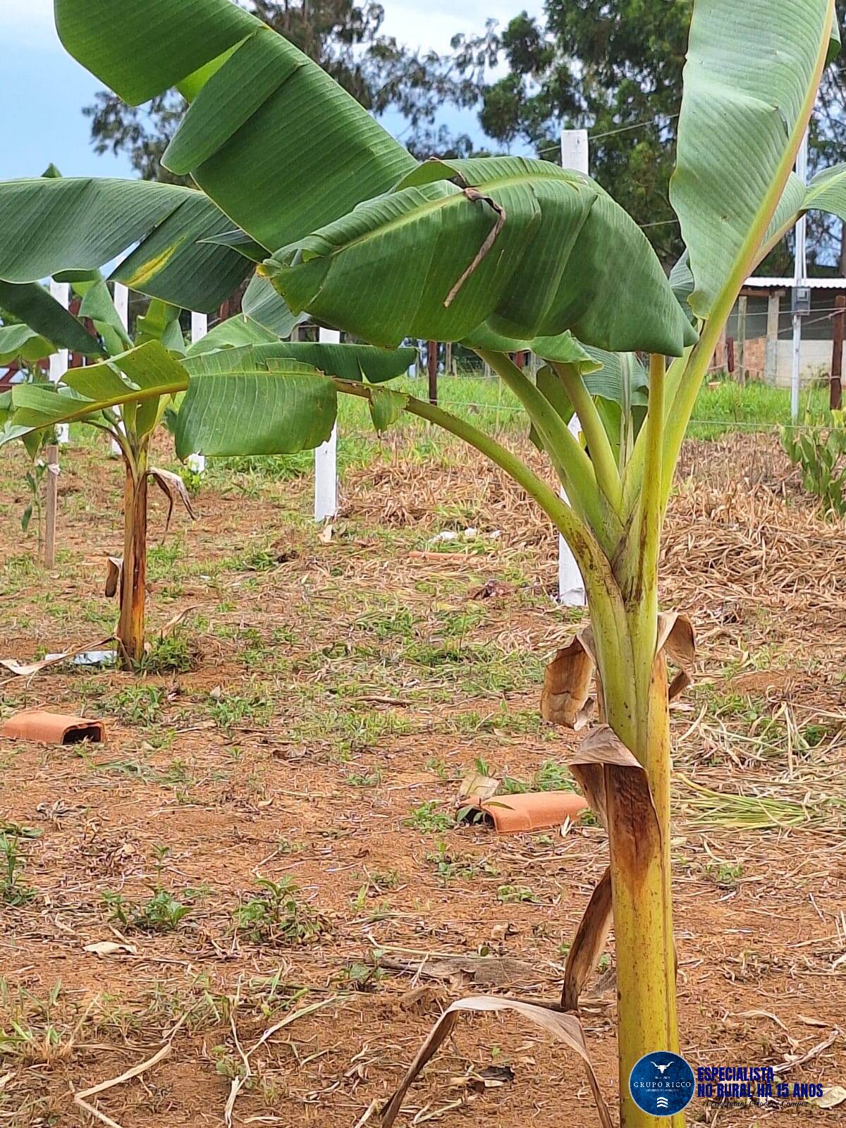 Terreno à venda, 2000m² - Foto 11